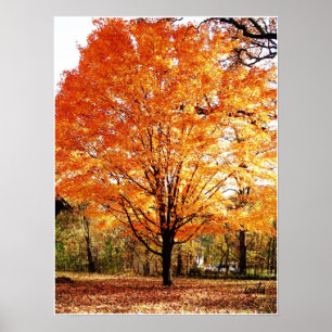 Herfstboom, Esdoorn in de herfst poster