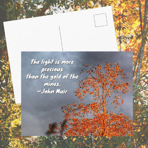 Herfstboom Gouden Licht John Muir Natuur Citaat Briefkaart