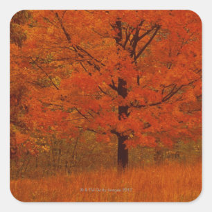 Herfstboom met rood blad vierkante sticker