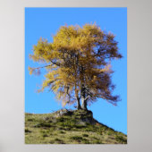 Herfstboom Poster (Voorkant)