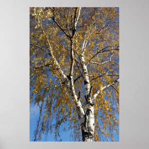 Herfstboom Poster