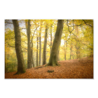Herfstbos (4358)  foto afdruk