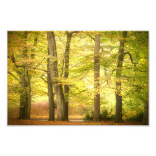 Herfstbos (4391) foto afdruk