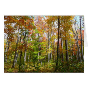 Herfstbos I Herfstlandschapsfotografie