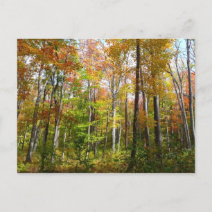 Herfstbos I Herfstlandschapsfotografie Briefkaart