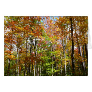Herfstbos II Herfstlandschapsfotografie