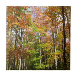 Herfstbos II Herfstlandschapsfotografie Tegeltje