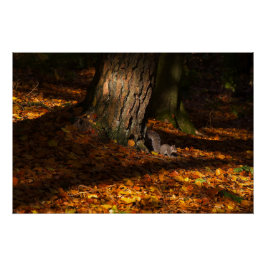 Herfstbosscène met boom en eekhoorn perfect poster