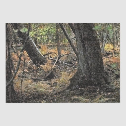 Herfstbosscène Tissuepapier (Voorkant)