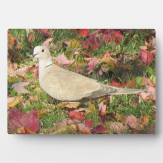 herfstduif fotoplaat