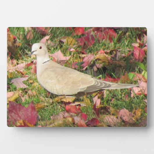 herfstduif fotoplaat (voorkant)
