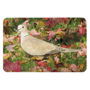 herfstduif magneet