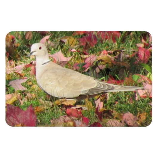 herfstduif magneet (Horizontaal)