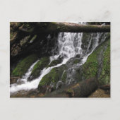 Herfsten in het Redwood State Park Briefkaart (Voorkant)