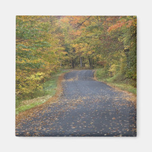 Herfstgeel langs de weg, Zuid-Vermont, VS Magneet