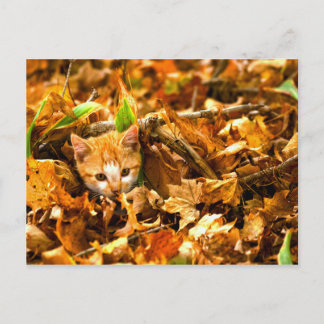 herfstkitten briefkaart