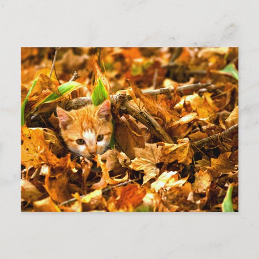 herfstkitten briefkaart (Voorkant)