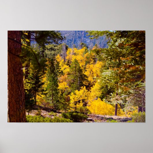 Herfstkleuren 6 Poster (Voorkant)