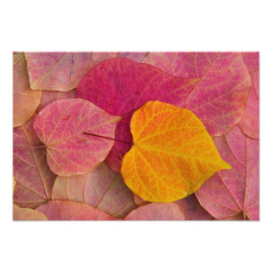 Herfstkleuren aan Forest Pansy Redbud afgevallen Foto Afdruk