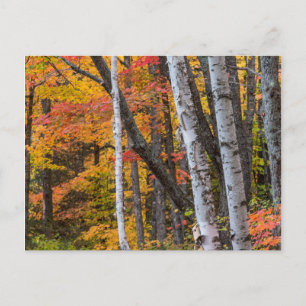 Herfstkleuren in het bos nabij Copper Harbor Briefkaart