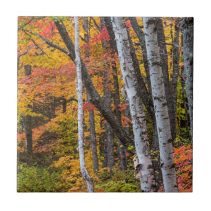 Herfstkleuren in het bos nabij Copper Harbor Tegeltje