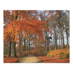 Herfstkleuren in het bossen landschap foto afdruk