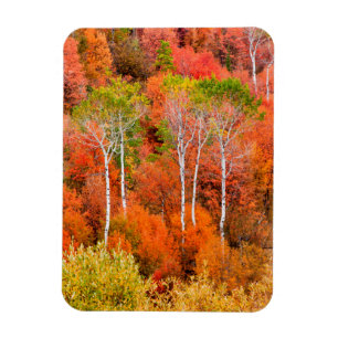 Herfstkleuren in Rocky Mountains, Wyoming, USA Magneet