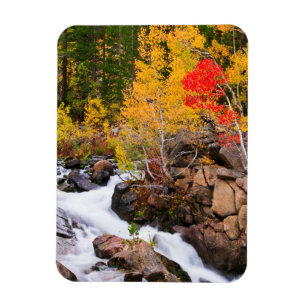 Herfstkleuren langs Bishop Creek, CA Magneet
