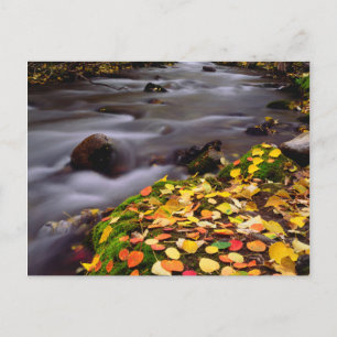 Herfstkleuren langs McGee Creek Briefkaart