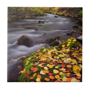 Herfstkleuren langs McGee Creek Tegeltje