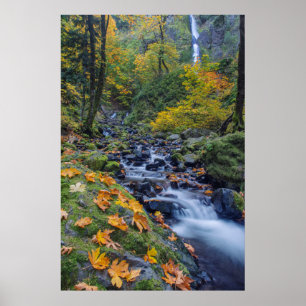 Herfstkleuren langs Starvation Creek Falls Poster