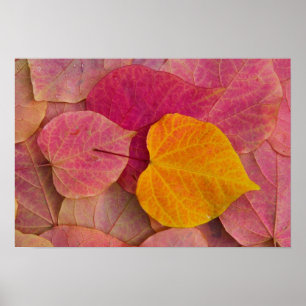 Herfstkleuren op Forest Pansy Redbud afgevallen Poster