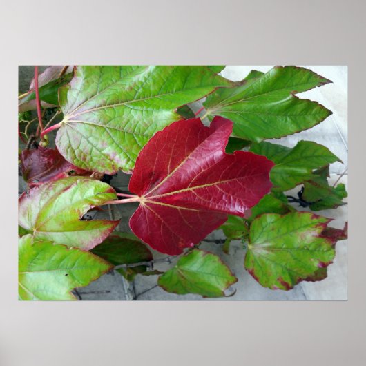 herfstkleuren poster (Voorkant)