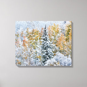 Herfstkleuren van Espen & Sneeuw Keebler Pass Canvas Afdruk