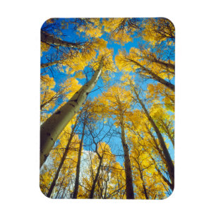 Herfstkleuren van Espenbomen 2 Magneet