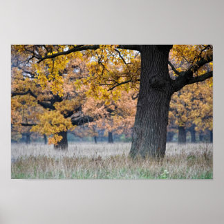 herfstlandschap poster