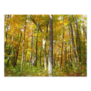 Herfstlandschap van bos met gele bladeren foto afdruk