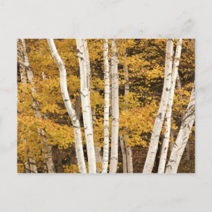Herfstlandschap, Vermont, VS Briefkaart