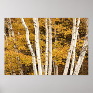 Herfstlandschap, Vermont, VS Poster