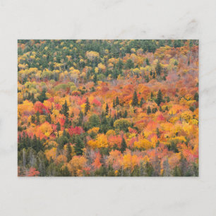 Herfstloof Keweenaw schiereiland, Michigan Briefkaart
