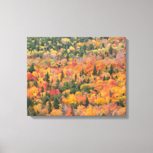 Herfstloof Keweenaw schiereiland, Michigan Canvas Afdruk