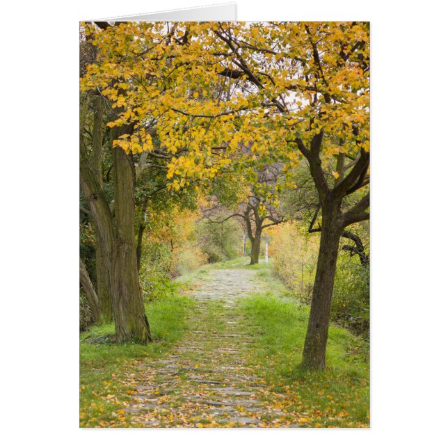 Herfstpad (Voorkant)