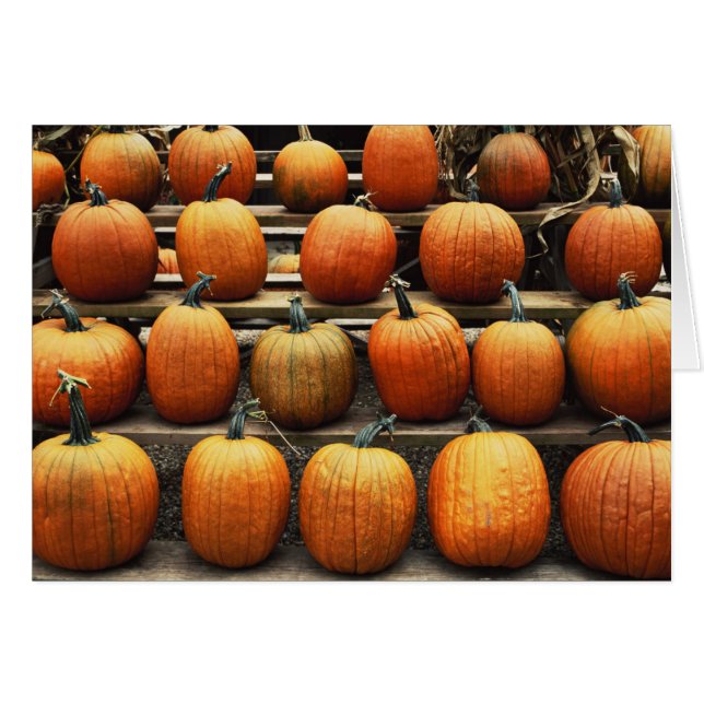Herfstpompoenen (Voorkant Horizontaal)
