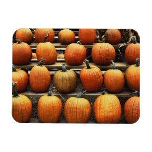 Herfstpompoenen Magneet