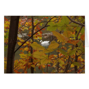 Herfstvijver met zwaan