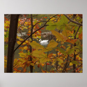 Herfstvijver met zwaan poster