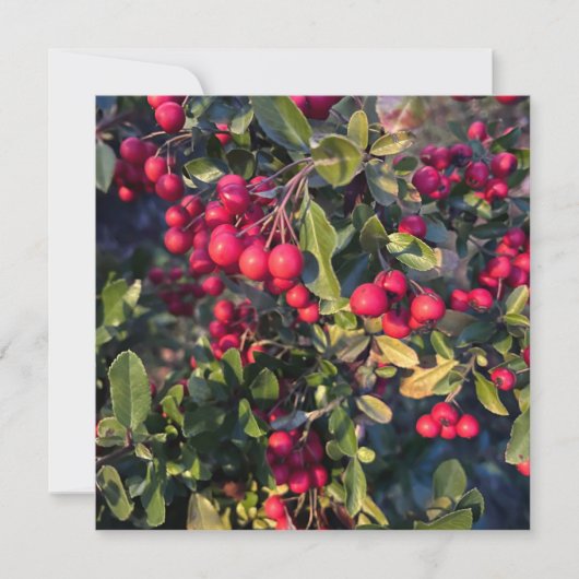 herfstvrucht kaart (Voorkant)