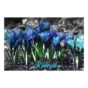 Hergeboorte van Aqua Blue Crocus Blooms Foto Afdruk