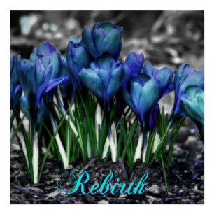 Hergeboorte van Aqua Blue Crocus Blooms Perfect Poster