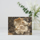 Hericium cirrhatum Champignons Carte postale (Debout devant)